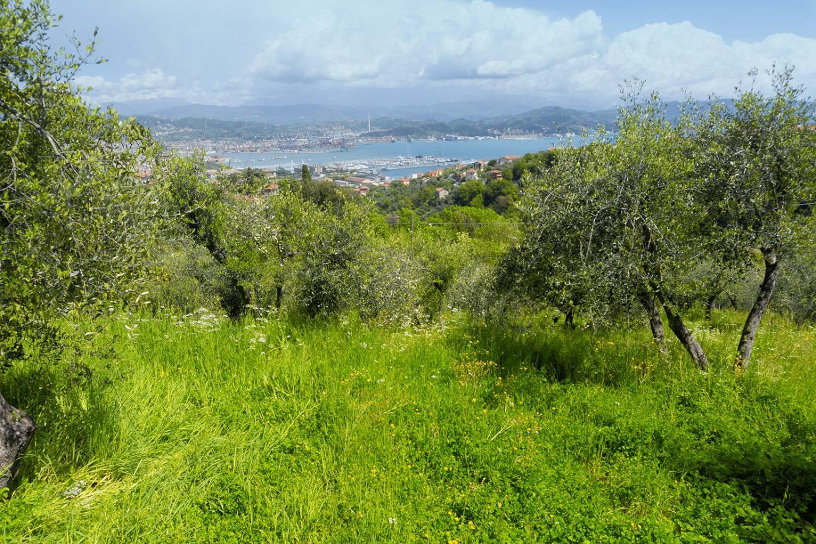 Gli Ulivi Sul Golfo E Le 5 Terre La Spezia Exterior foto