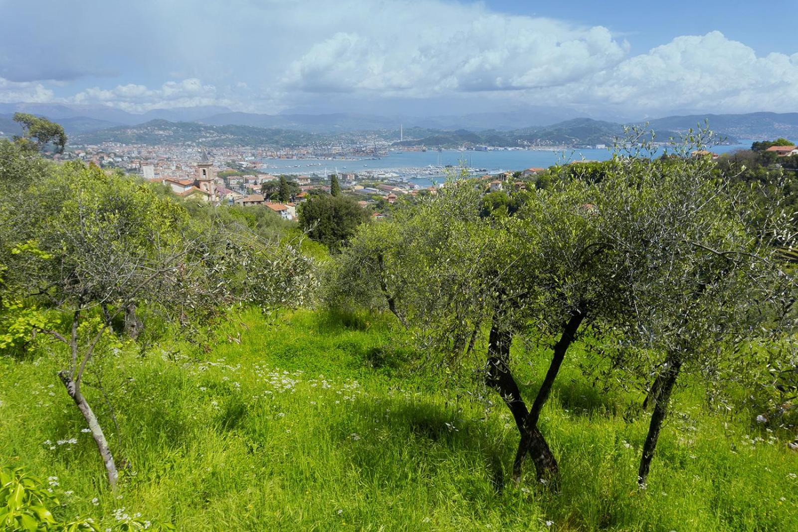 Gli Ulivi Sul Golfo E Le 5 Terre La Spezia Exterior foto