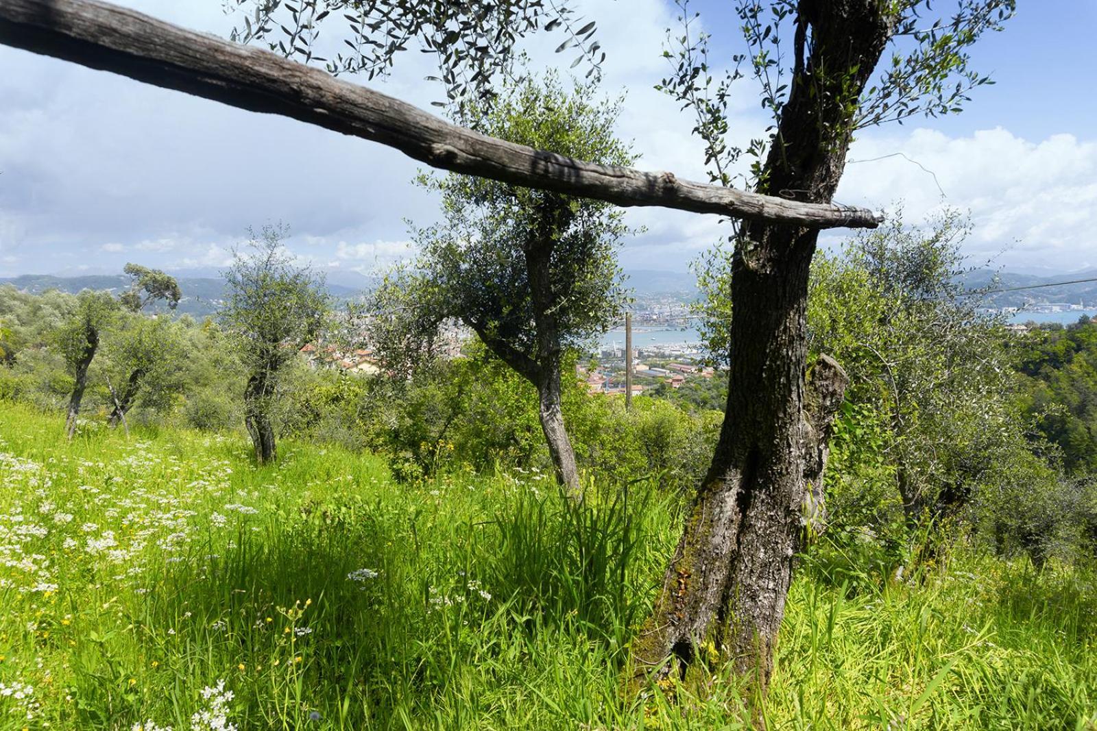 Gli Ulivi Sul Golfo E Le 5 Terre La Spezia Exterior foto